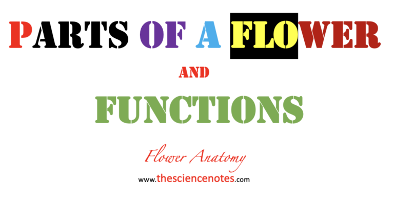  what are the parts of a flower called archives the science notes