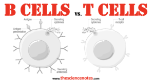 Differences between T cells and B cells