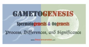 Spermatogenesis vs Oogenesis