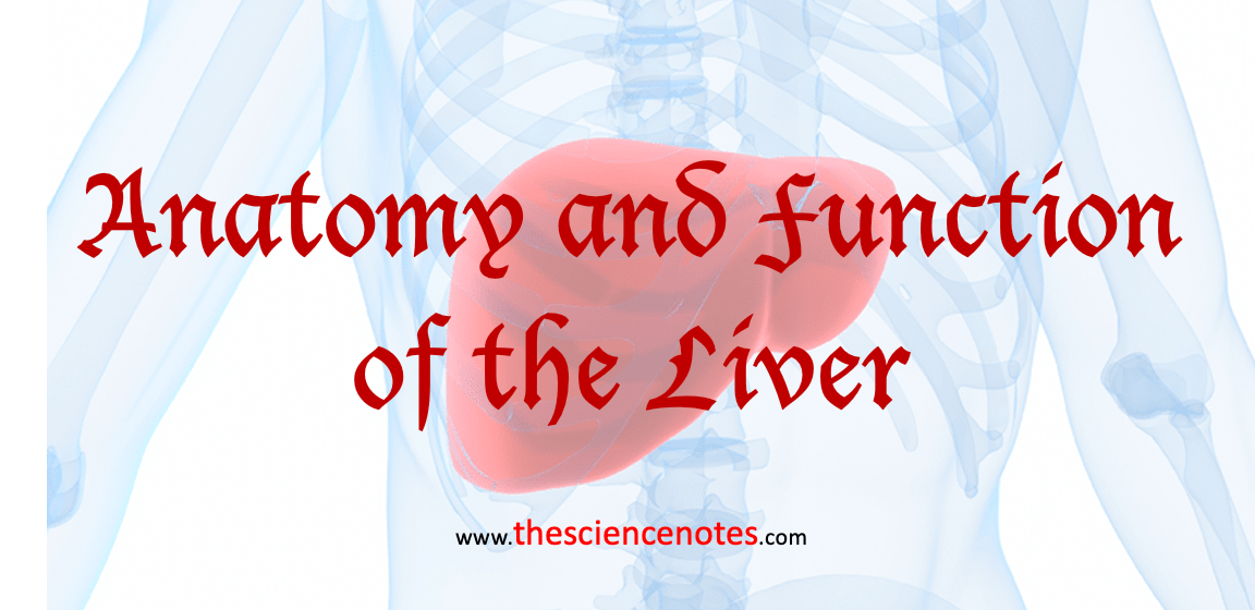 anatomy-and-function-of-the-liver-the-science-notes