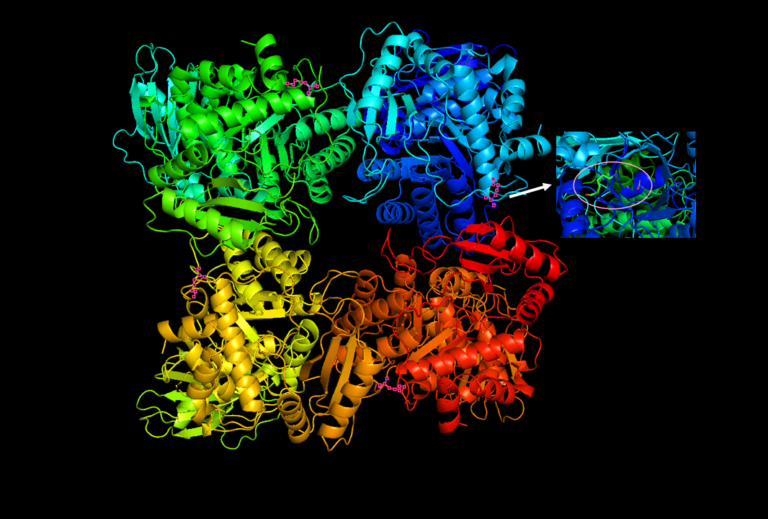 RuBisCO: Discovery, Structure, Characteristics, and Functions - The ...