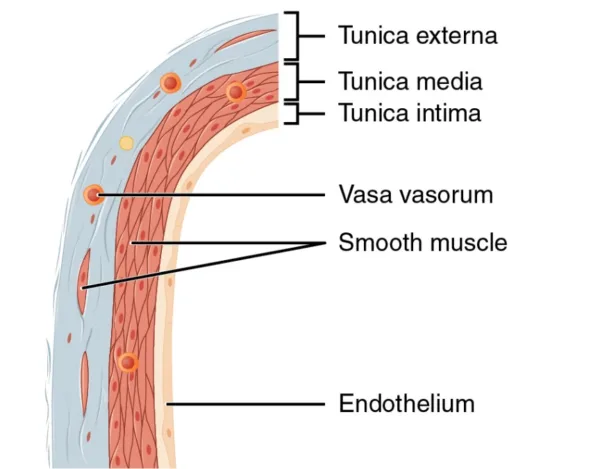 Anatomy of Veins