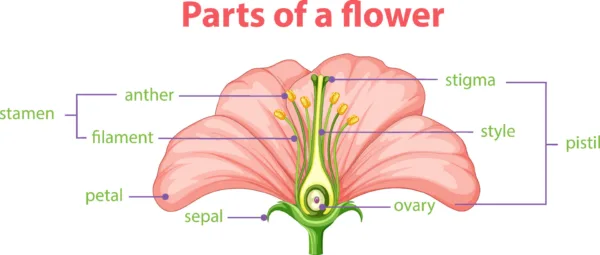 flower pollen diagram