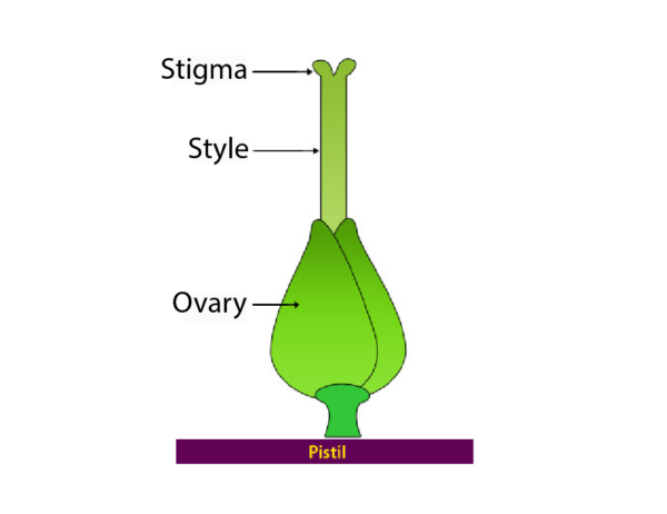 Parts of a Flower and Functions: Flower Anatomy