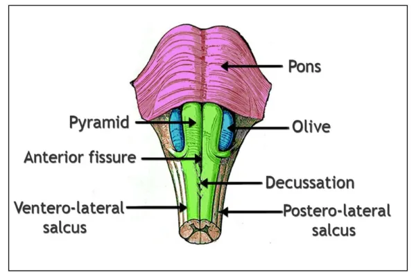 medulla oblongata section