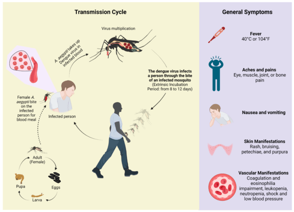 Transmission and Symptoms of Dengue