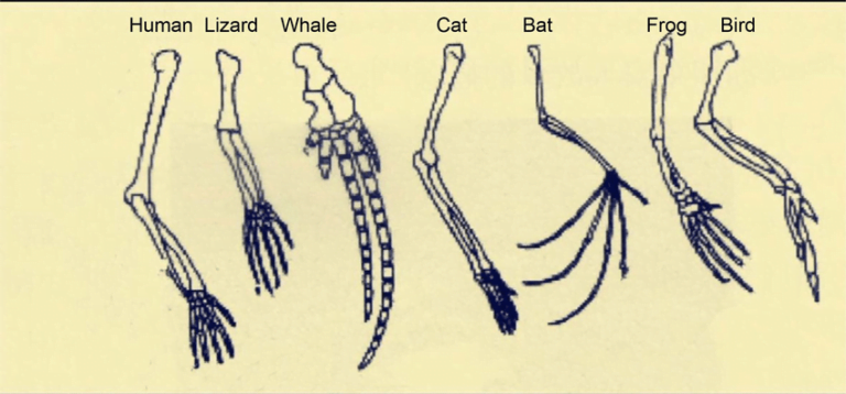 Analogous and Homologous Organs: Definitions, Characteristics, Examples ...