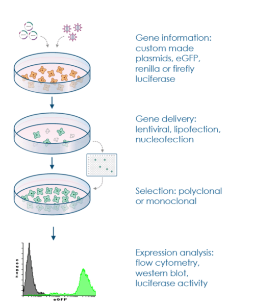 Creating Stable Cell lines