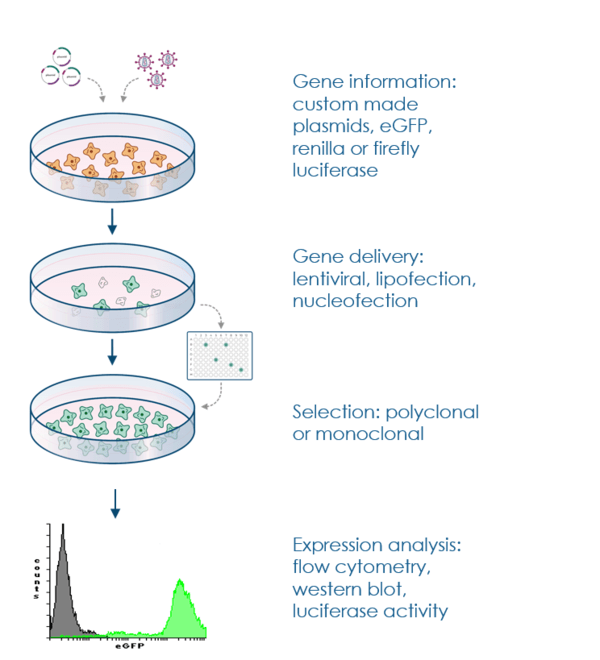 Creating Stable Cell Lines: Step-by-Step Protocol, Applications, and FAQs