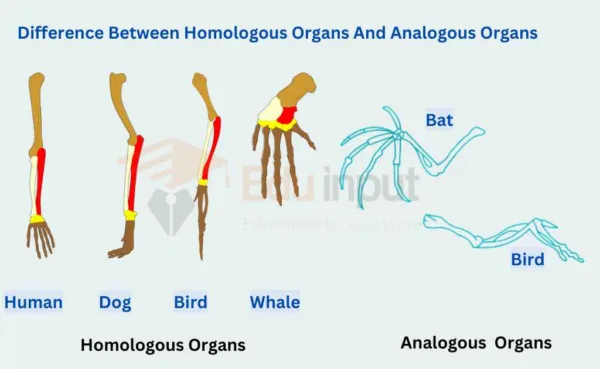 Homologous and Analogous organs