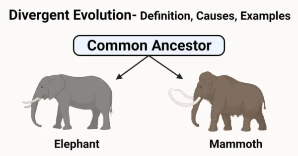 Convergent And Divergent Evolution: Definition, Examples, And Differences