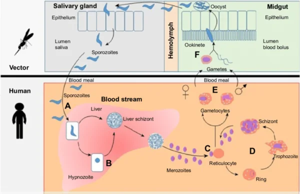 Lifecycle of Plasmodium vivax
