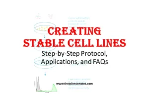 Creating stable cell lines