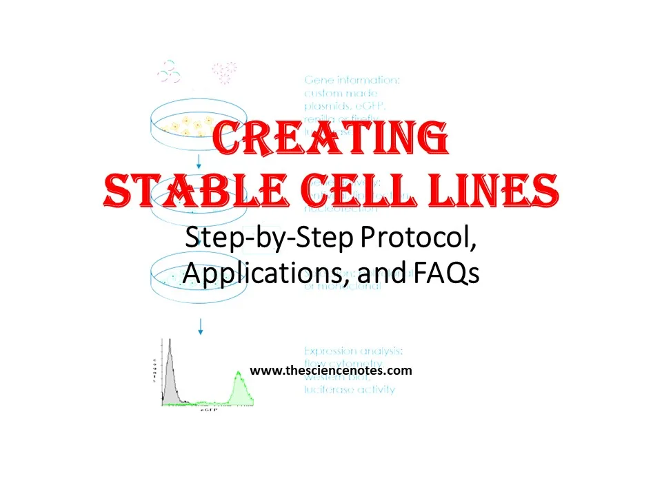 Creating Stable Cell Lines: Step-by-Step Protocol, Applications, and FAQs