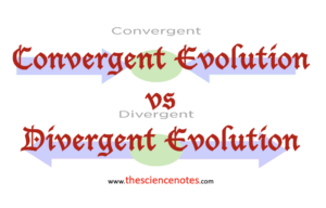 Convergent vs Divergent evolution