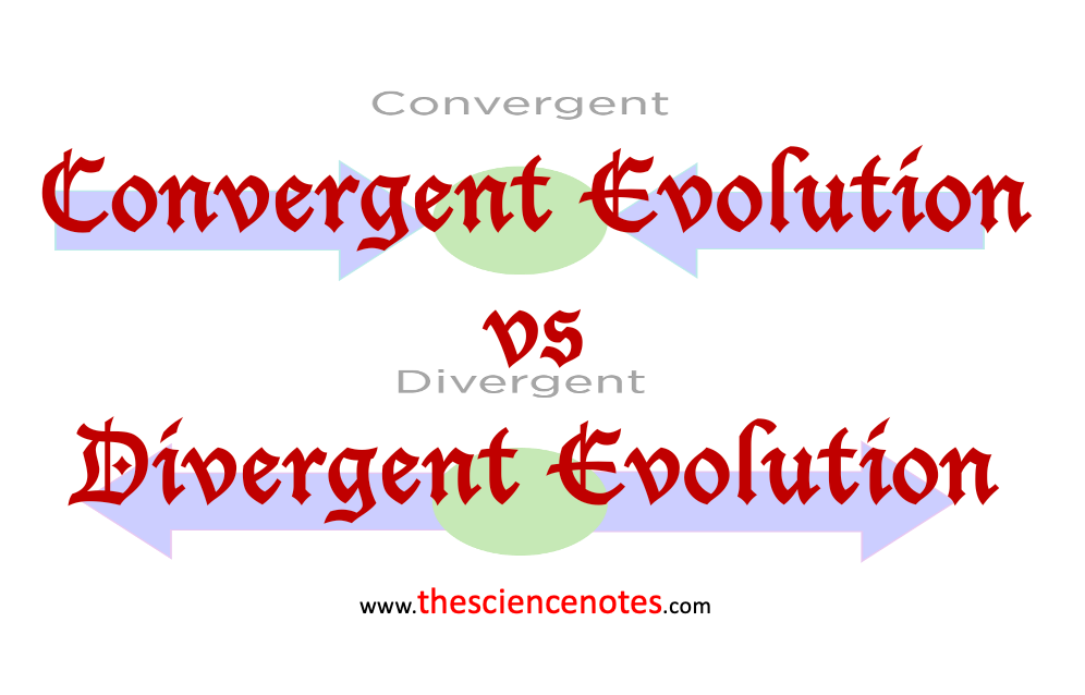 divergent evolution mammals