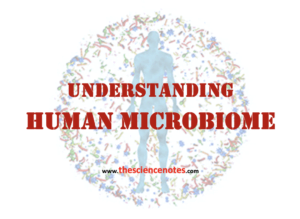 Human microbiome