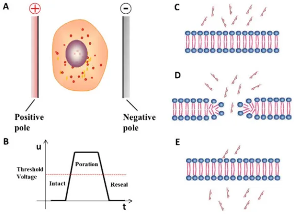 Electroporation: Principle, Types, Protocol, Applications, and Advantages