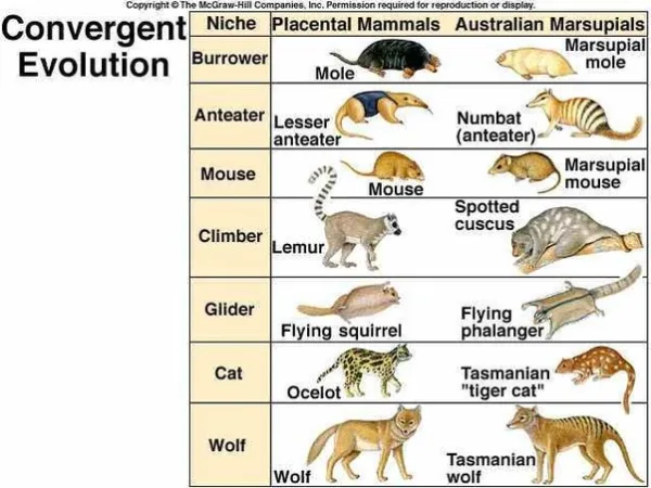 divergent evolution mammals