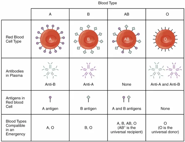 Blood grouping system
