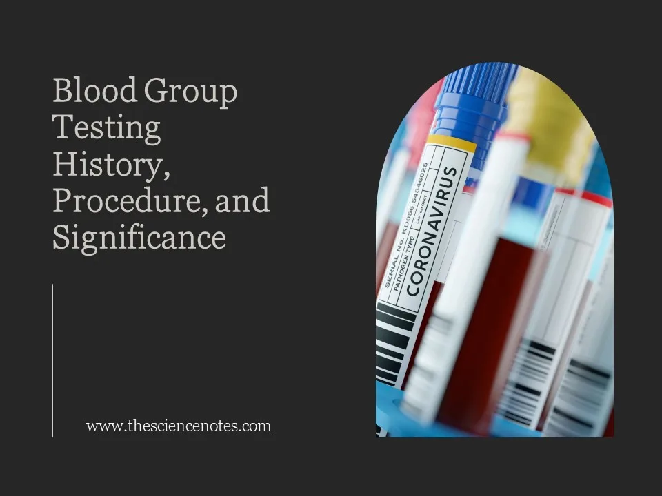 Blood Group Testing: History, Procedure, And Significance - The Science ...