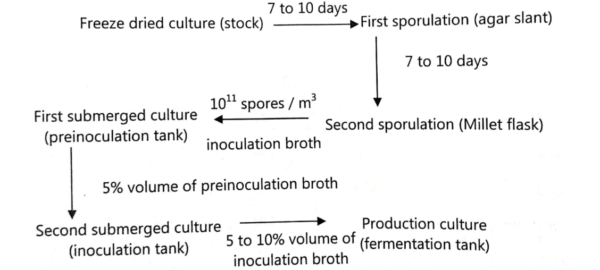 Inoculum preparation for tetracycline fermentation