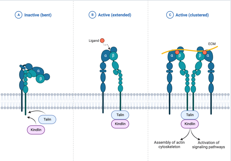 Integrin Cytoplasmic Tail Interactions