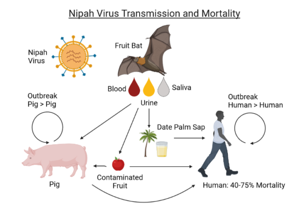 انتقال ویروس نیپا