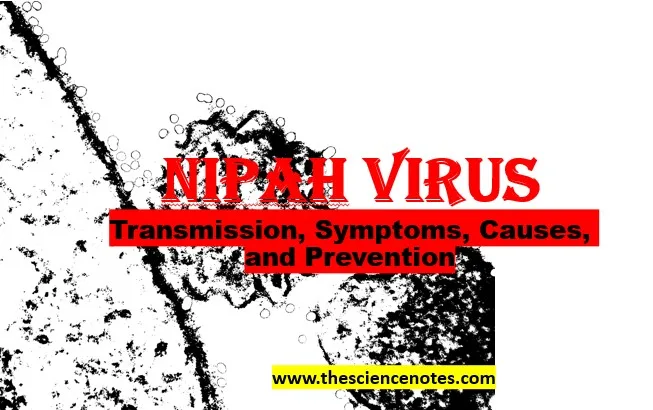 Nipah Virus Understanding Transmission Symptoms Causes And Prevention The Science Notes