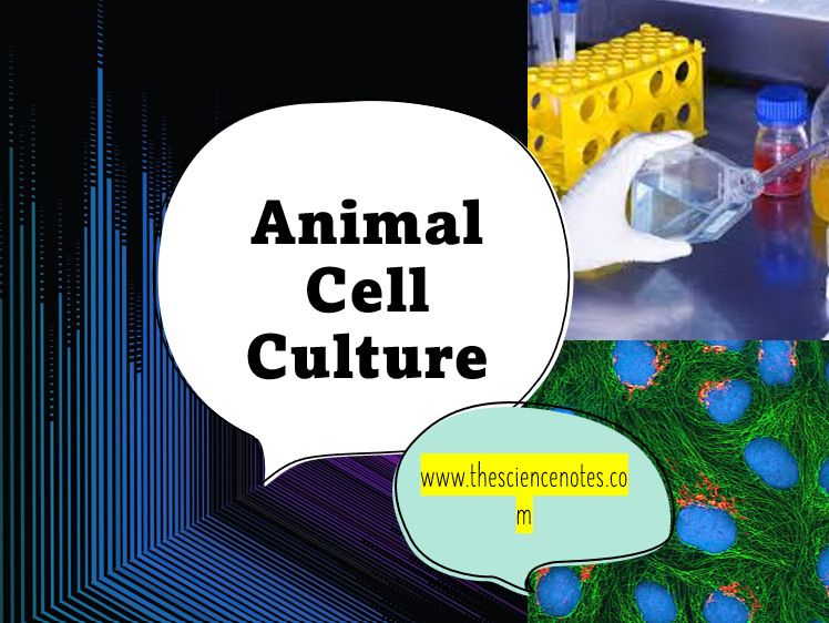 Animal Cell Culture: The Essential Lab Technique - The Science Notes