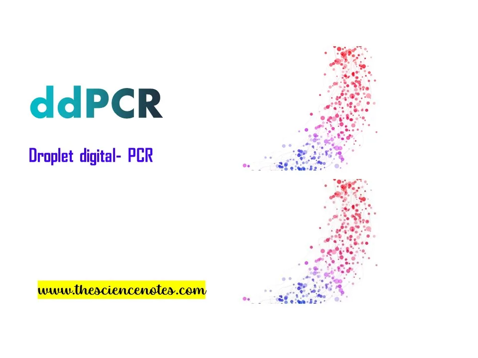 Digital Droplet PCR (ddPCR) Introduction, Principle, Steps