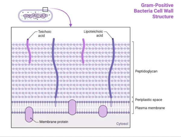 gram positive cell wall