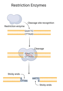 Restriction Enzyme Digestion Of Plasmid Dna - Solarsystem.com