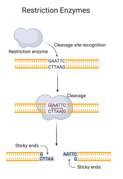 Digestion with restriction enzymes