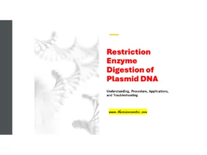 Restriction enzyme digestion of plasmid DNA