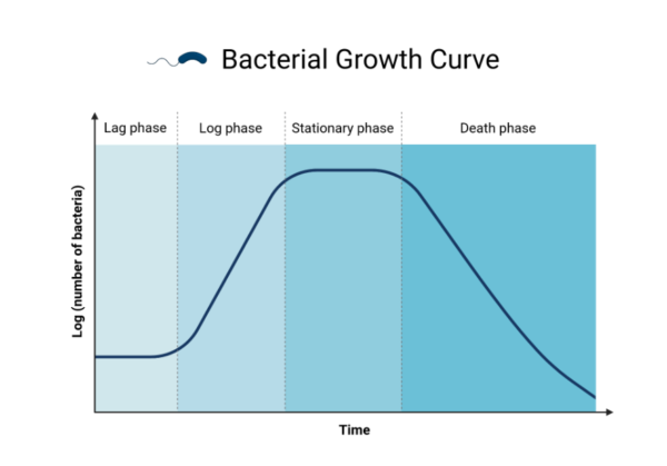 Bacterial growth curve