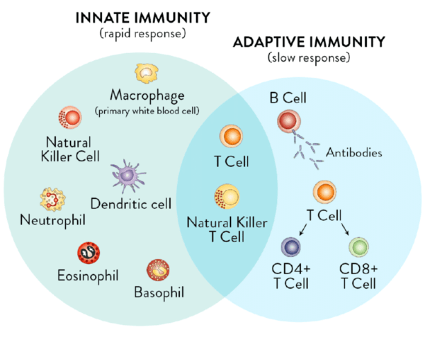 Components of the immune system