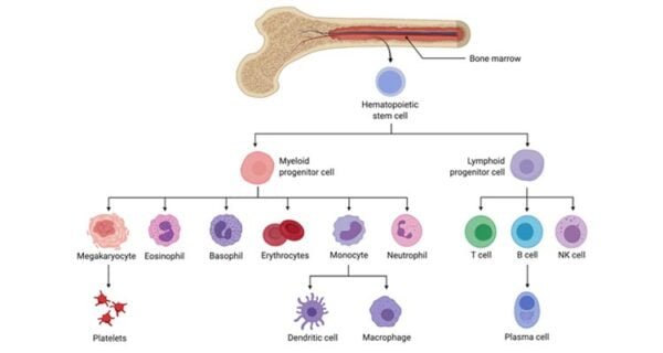 hematopoyesis