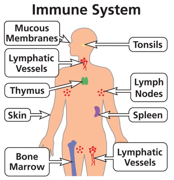 Components of the immune system