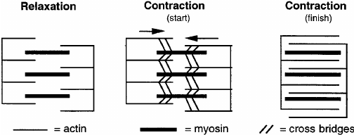 contracción muscular