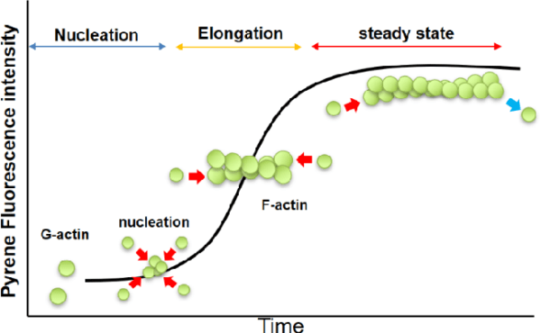 Actin polymerization process