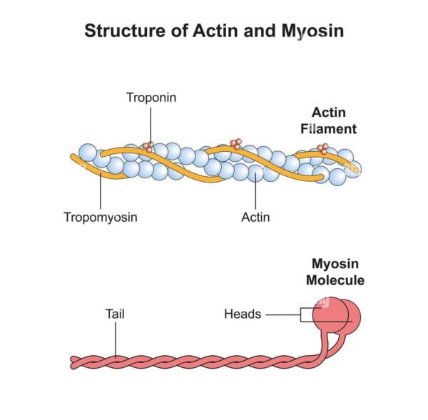 Structure of actin and myosin