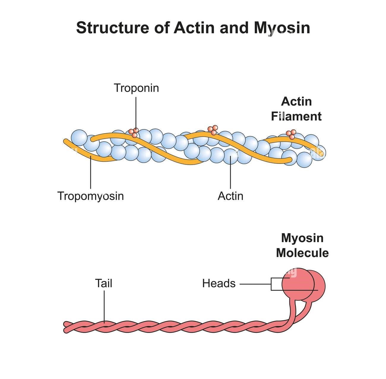 Actin vs. Myosin: A Comparative Overview - The Science Notes