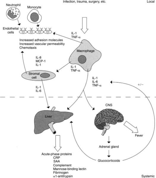 Acute phase reactants in innate immunity