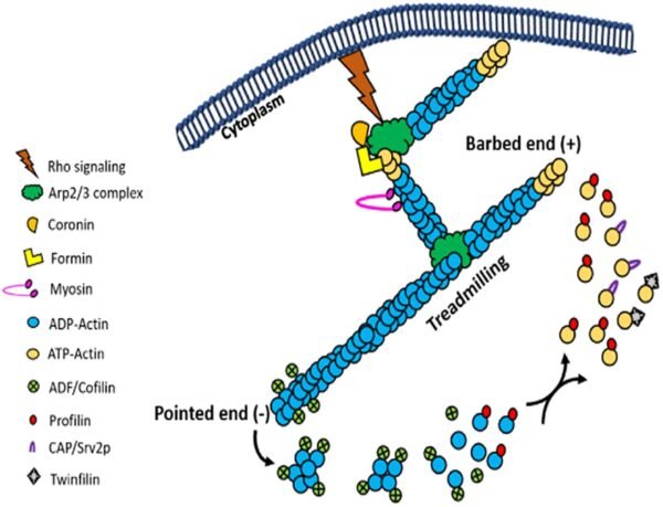 Actin-binding proteins