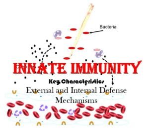 innate immunity notes