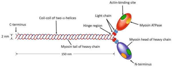 Structure of myosin