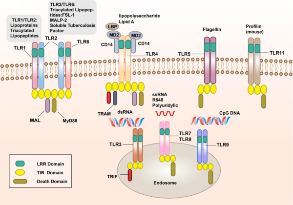 Pattern Recognition Receptors 