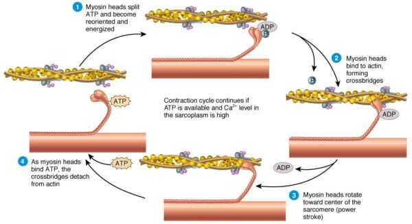 Sliding Filament Theory of muscle contraction