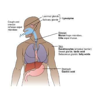 Physical barriers of innate immune system 